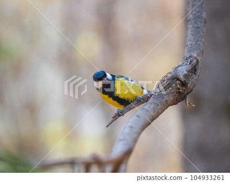 Cute bird Great tit, songbird sitting on the branch with blured background 104933261