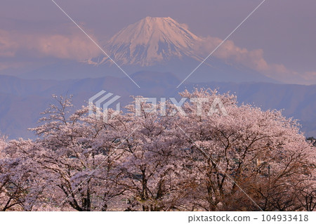 Asahi-cho, Nirasaki City, Yamanashi Prefecture Mt. Fuji at dusk from the row of cherry blossom trees along the Daimonzawa River to the Yoshino cherry trees in full bloom Asahi-cho, Nirasaki City, Yamanashi Prefecture Mt. Fuji at dusk from the row of cherry blossom trees along the Daimonzawa River to the Yoshino cherry trees in full bloom 104933418