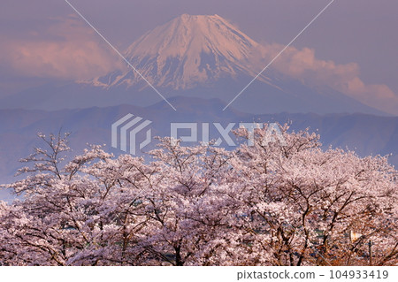 Asahi-cho, Nirasaki City, Yamanashi Prefecture Mt. Fuji at dusk from the row of cherry blossom trees along the Daimonzawa River to the Yoshino cherry trees in full bloom 104933419