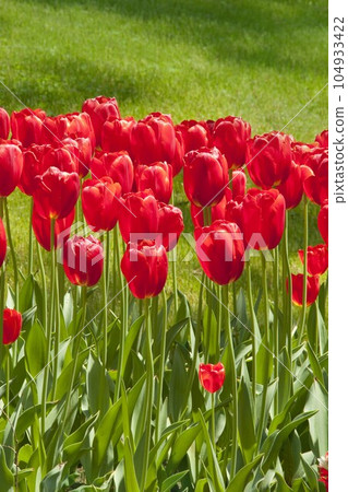 Red tulips at a park in Tokyo 104933422