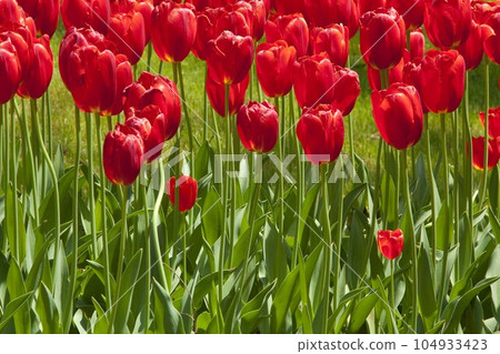 Red tulips at a park in Tokyo Red tulips at a park in Tokyo 104933423