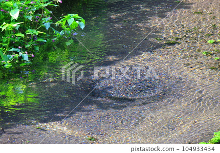 靜岡縣柿田川泉水：湧出淡水的“脅間” 104933434