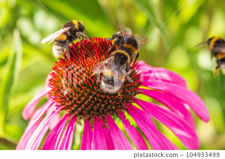 A closeup shot of a bee collecting pollen on a purple echinacea flower 104933499