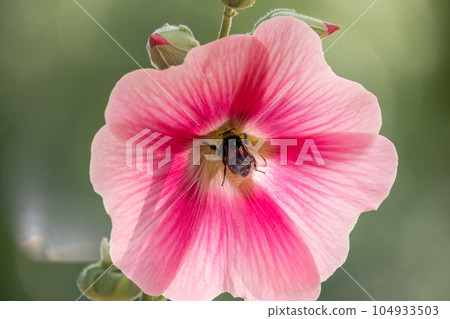 Pink flowers of Hibiscus moscheutos plant close-up. Hibiscus moscheutos, swamp hibiscus, 104933503
