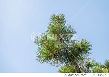 Green pine tree with long needles on a background of blue sky. Freshness, nature, concept. 104933504