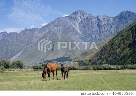 Horses grazing on a lawn near high mountains 104933586