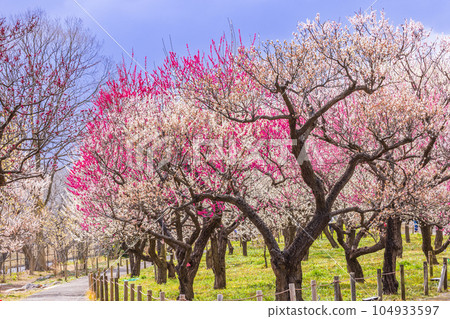Pink plum blossoms Kyodonomori Park, Fuchu City, Tokyo Pink plum blossoms Kyodonomori Park, Fuchu City, Tokyo 104933597