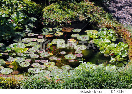 Artificial pond water surface in Japanese garden where unibus and other aquatic plants grow 104933651