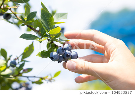 藍莓狩獵 104933857