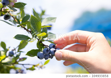 Blueberry hunting Blueberry hunting 104933858