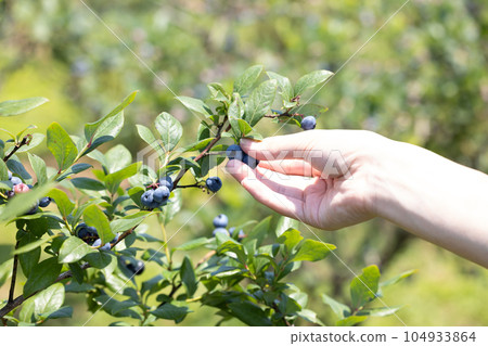 Blueberry hunting Blueberry hunting 104933864