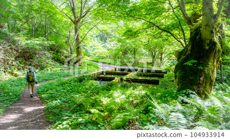 Promenade in the forest and fresh greenery 104933914
