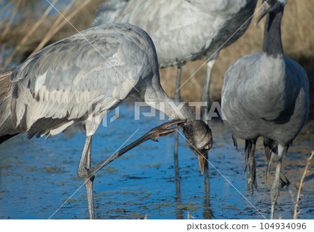 Juvenile common crane scratching. Juvenile common crane scratching. 104934096