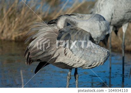 Juvenile common crane preening. 104934110