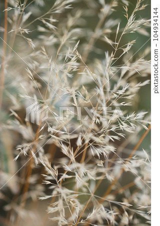 Withered Nogariyasu ears shine like sparks in the cold winter (using a macro lens, outdoor close-up photography) 104934144