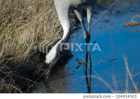 Common crane searching for food in a lagoon. 104934303