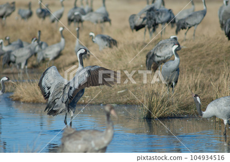 Common cranes in a lagoon. 104934516