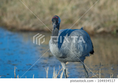 Common crane. 104934517