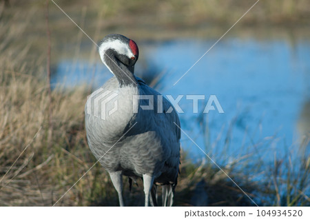 Common crane preening. 104934520