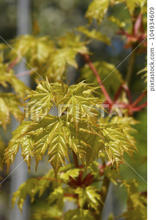 Norway maple 104934609