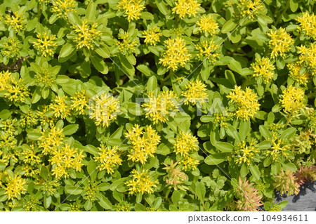 Orange Stonecrop Weihenstephaner Gold 104934611