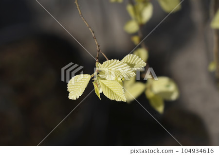 Small-leaved elm Silvery Gem Small-leaved elm Silvery Gem 104934616