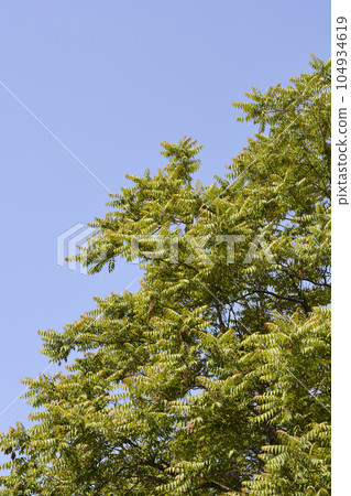 Tree of heaven Tree of heaven 104934619