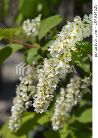 Bird cherry Bird cherry 104934620