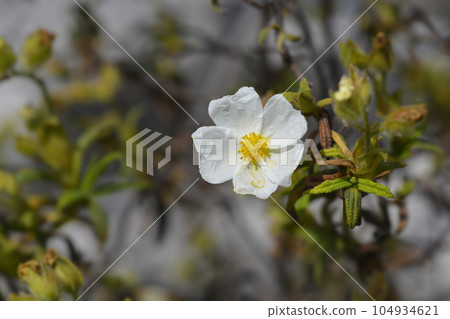 Narrow-leaved cistus Narrow-leaved cistus 104934621