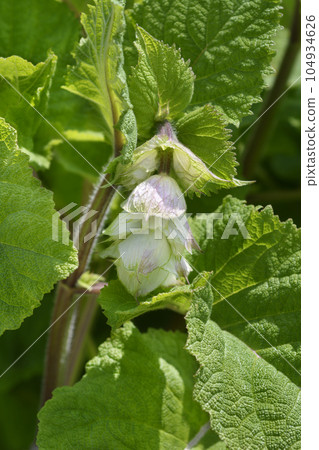 Clary sage Vatican White 104934626