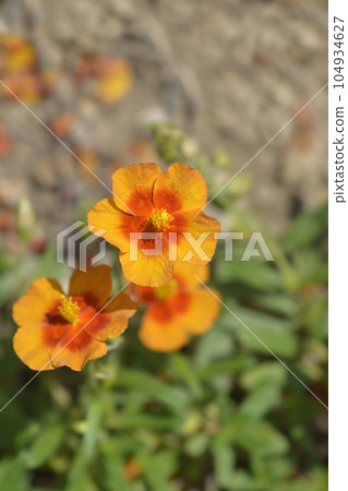 Rock rose Ben Heckla 104934627