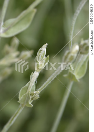White Rose campion 104934629