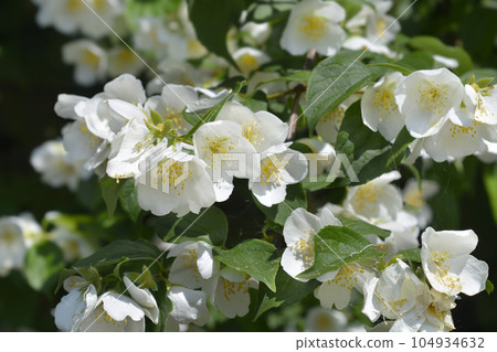 Sweet mock orange 104934632