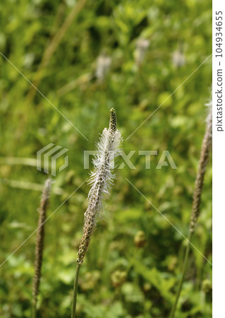 Hoary plantain Hoary plantain 104934655