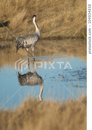 Common crane drinking water in a lagoon. 104934838