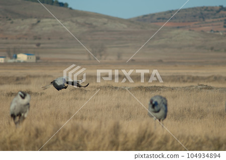 Common crane in flight. 104934894