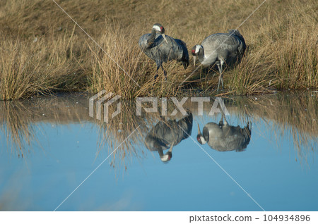 Common cranes reflected in a lagoon. Common cranes reflected in a lagoon. 104934896