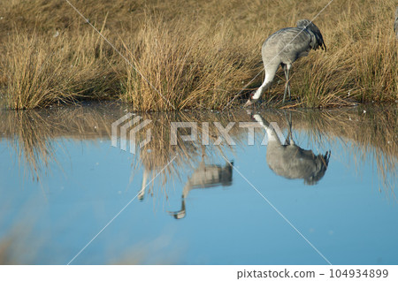 Common crane drinking water in a lagoon. Common crane drinking water in a lagoon. 104934899
