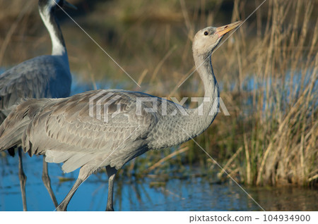 Juvenile common crane drinking water. Juvenile common crane drinking water. 104934900