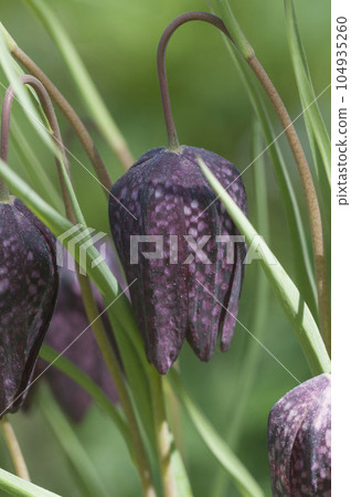 Bluebells of a chess hazel grouse in a summer-spring garden Bluebells of a chess hazel grouse in a summer-spring garden 104935260