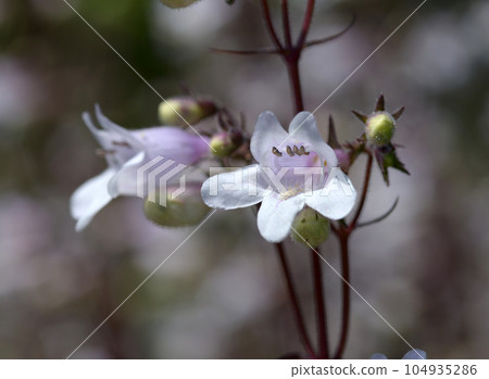 白金柳 白金柳 104935286