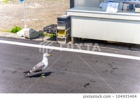 以烤金槍魚串為目標人們熟悉的可愛的Oma黑尾鷗 104935404
