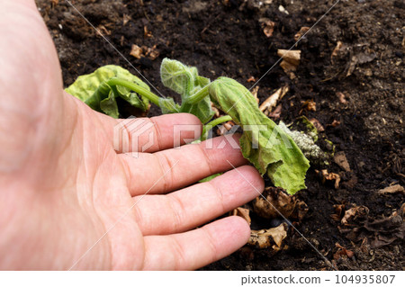 Spoiled cucumber, dry season. Ecological threat in agriculture. Spoiled food. Selective focus 104935807