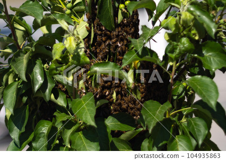 Hive of bees on a tree, close-up. The concept of beekeeping. Selective focus Hive of bees on a tree, close-up. The concept of beekeeping. Selective focus 104935863