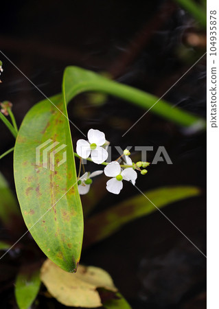 Small white flowers blooming from the shadow of large leaves on the waterside (macro lens used, natural light, close-up photo) Small white flowers blooming from the shadow of large leaves on the waterside (macro lens used, natural light, close-up photo) 104935878