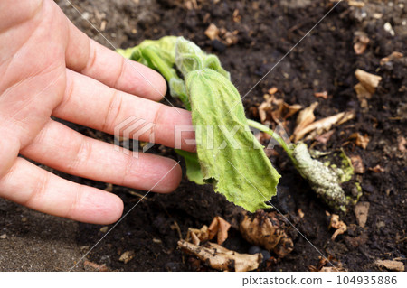 Poor harvest of cucumbers, crop failure in the dry season. Selective focus 104935886