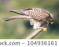 Predating Kestrel Falconidae Falconidae 104936161