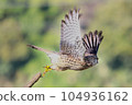 Flying Kestrel Falconidae Falconidae 104936162