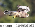 Flying Kestrel Falconidae Falconidae 104936163
