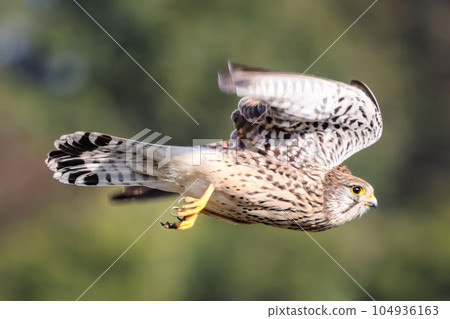 Flying Kestrel Falconidae Falconidae 104936163
